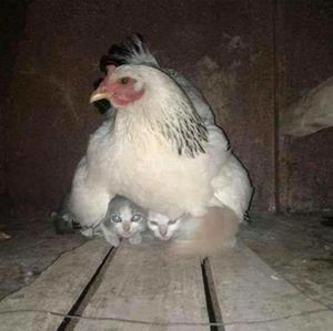 Meet your Posher, Marie